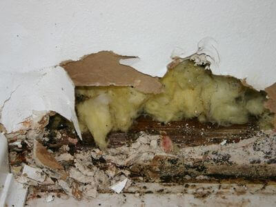 Professional mold remediation services in Shattuck